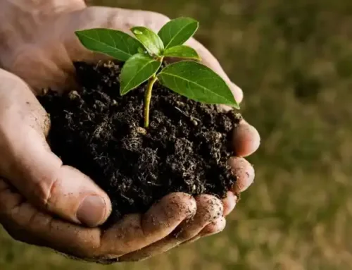 Unkraut im Garten: Vorbeugen und Richtig Entfernen